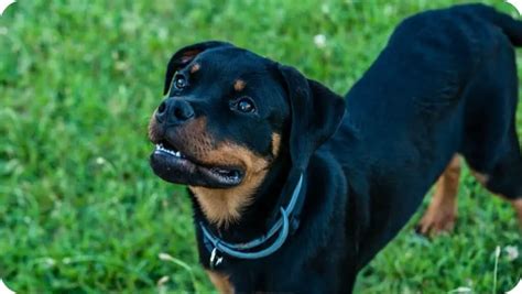 rottweiler breeders in missouri|rottweiler dog breeders.